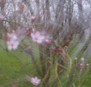 Rosa Blüten eines Baumes, unscharf fotografiert.